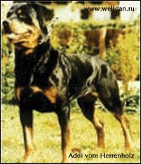 rottweiler Addi vom Herrenholz