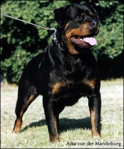 rottweiler Aika von der Mandelburg