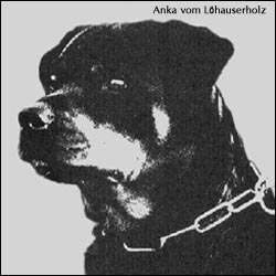 rottweiler Anka vom Lohauserholz