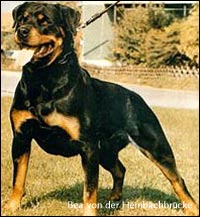 rottweiler Bea von der Hembachbrücke