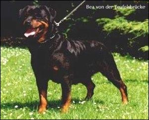 rottweiler Bea von der Teufelsbrücke