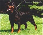ротвейлер Bea von der Teufelsbrücke