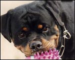 Rottweiler Ben von der Scherau