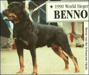 rottweiler Benno von der Schwarzen Heide