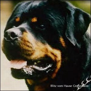 rottweiler Blitz vom Hause Gronemann