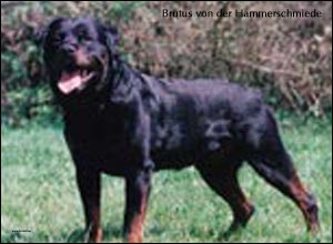 rottweiler Brutus von der Hammerschmiede