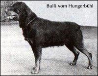 Bulli vom Hungerbühl