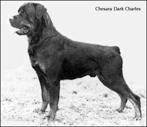 Chesara Dark Charles