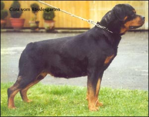 rottweiler Cora vom Rösslesgarten