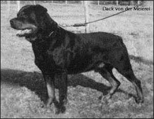 rottweiler Dack von der Meierei