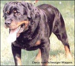 rottweiler Danjo vom Schwaiger Wappen