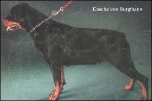 rottweiler Dascha von Burgthann