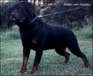 rottweiler Dasko vom Eisplatz