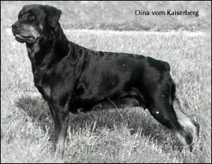 rottweiler Dina vom Kaiserberg