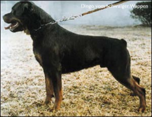 rottweiler Dingo vom Schwaiger Wappen