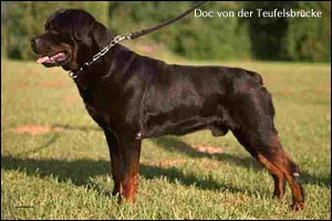 rottweiler Doc von der Teufelsbrücke