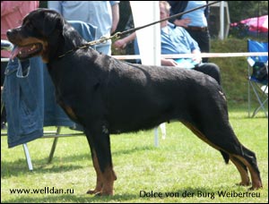 rottweiler Dolce von der Burg Weibertreu