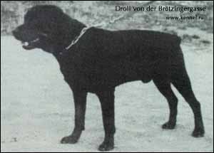 rottweiler Droll von der Brötzingergasse