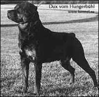 rottweiler Dux vom Hungerbühl