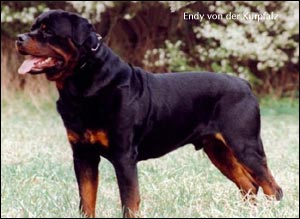 rottweiler Endy von der Kurpfalz