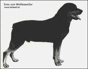 rottweiler Erno von Wellesweiler