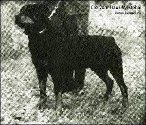 rottweiler Ero vom Haus Westphal