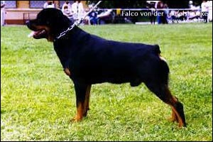 rottweiler Falco von der Teufelsbrücke