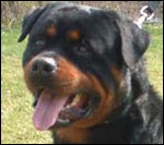 Rottweiler Fanto vom Kümmelsee