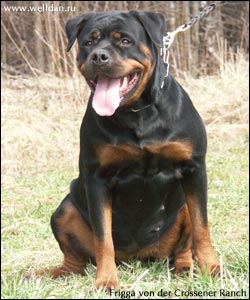 rottweiler Frigga von der Crossener Ranch