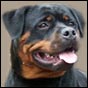 rottweiler Frigga von der Crossener Ranch