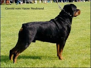 rottweiler Gerold vom Hause Neubrand