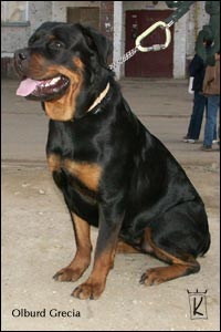 rottweiler Olburd Grecia