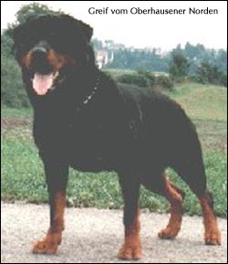 rottweiler Greif vom Oberhausener Norden