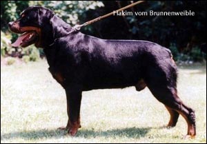 rottweiler Hakim vom Brunnenweible