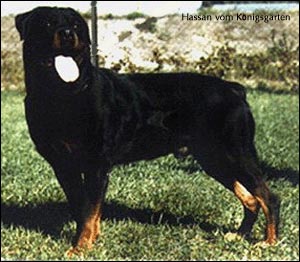 rottweiler Hassan vom Königsgarten