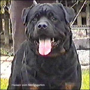 rottweiler Hassan vom Königsgarten