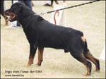 rottweiler Ingo vom Fusse der Eifel