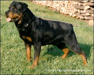 rottweiler Irk vom Obergrombacher Schloss