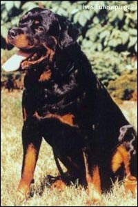 rottweiler Ives Eulenspiegel