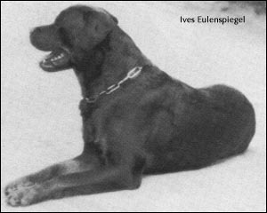 rottweiler Ives Eulenspiegel