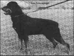 ротвейлер Ives Eulenspiegel