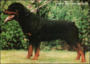 rottweiler Iwan vom Fusse der Eifel