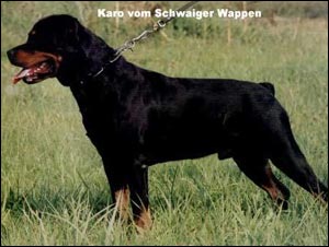 rottweiler Karo vom Schwaiger Wappen