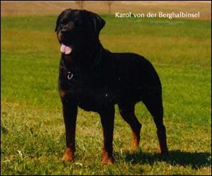 rottweiler Karol von der Berghalbinsel