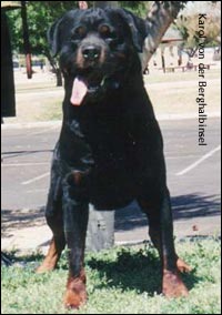 rottweiler Karol von der Berghalbinsel