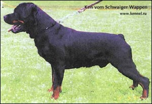 rottweiler Ken vom Schwaiger Wappen