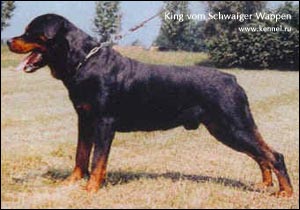 rottweiler King vom Schwaiger Wappen