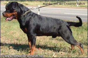 rottweiler Mambo von der Crossener Ranch