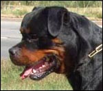 Rottweiler Mambo von der Crossener Ranch