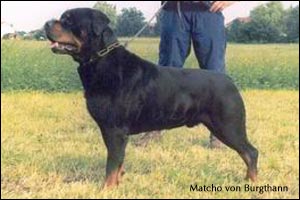 ротвейлер Matcho von Burgthann